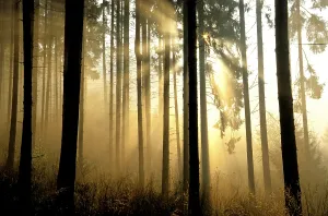 Forest. Trees, mood