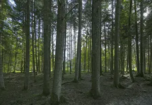 Forest, Trees, Moss, Birch, Conifer