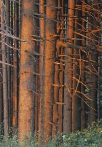 Forest, trunks in the evening