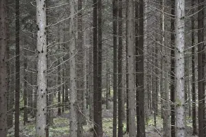 Forest trunks without leaves, Sweden, Europe