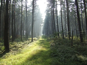 Forest way with sunlight