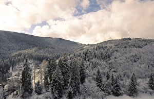 Forest in winter landscape, Feldberg