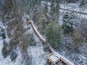 Category Forests Prints: Forest in winter with a snow-covered footbridge surrounded by dense trees