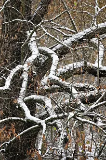 Forest in winter with snow, Germany