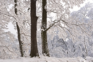 A forest in winter, trees covered with snow and hoarfrost