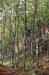 Forest at Wissower Klinken