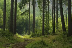 Forest, woodland