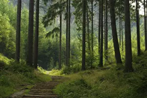 Forest, woodland