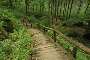 Forest, woodland
