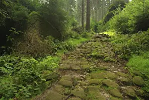 Forest, woodland