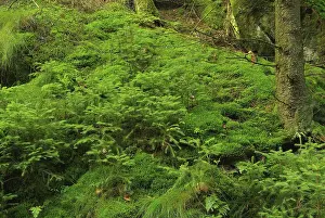 Forest, woodland