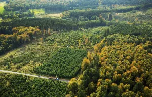 Forest workers, tree felling and forest management