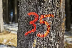 Forestry