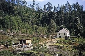 Forestry in Clydesdale National Forest Park, Blue Mountains, Jamaica, 1970 Alternative employment for women farmers, Central America