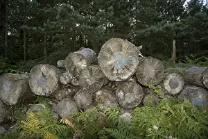 Forestry, conifer logs stacked in forest