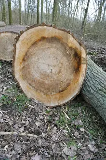 Forestry in the forest, freshly felled trees lying on the edge of the forest road ready for removal
