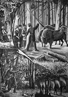In the forests of Upper Silesia