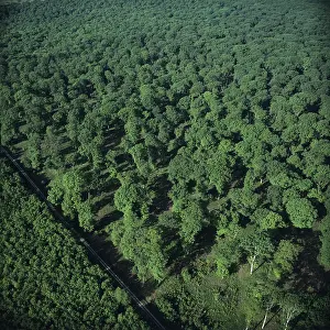 Foret de Troncais or Forest of Troncais