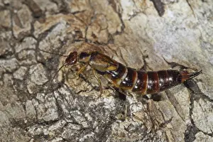 Forficula auricularia (Forficula auricularia)