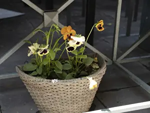 Forget-me-nots grow in a wicker pot outside