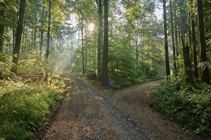 Fork, forest path, deciduous forest