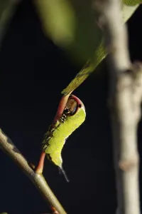Fork-tailed Caterpillar, August, Saxony, Germany