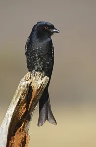 Fork-tailed Drongo (Dicrurus adsimilis)