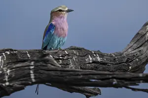 Fork-tailed Roller (Coracias caudata)
