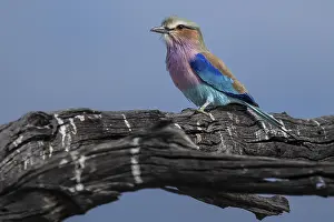 Fork-tailed Roller (Coracias caudata)