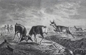 Forked antelope, Fork-horned antelope