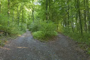 Forked forest road, Waldbrunn, Baden-Wurttemberg