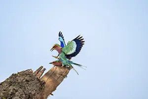 Forked Roller (Coracias caudatus)