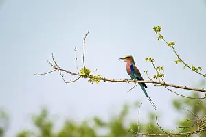 Forked Roller (Coracias caudatus)