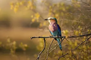 Forked Roller (Coracias caudatus) in the golden light
