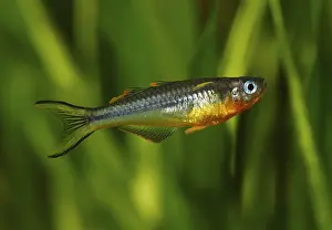 Forktail Blue-eye (Pseudomugil furcatus)