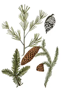 Formina, silver fir (Abies) vulgaris