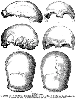 Forms of individual skulls of various prehistoric peoples from the history of mankind, Neanderthals, skull of Engis near Liege, excavations, archaeology, palaeontology, Belgium, historical illustration1880, Europe