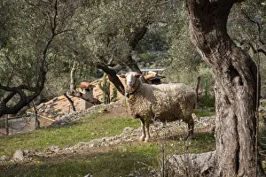 Fornalutx olive groves, Majorca