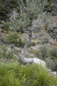 Fornalutx olive groves, Majorca
