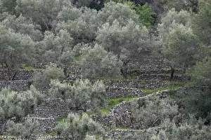 Fornalutx olive groves, Majorca
