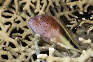 Forster's Hawkfish (Paracirrhites forsteri) in Fire Coral