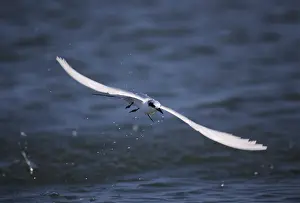 Forster's Tern (Sterna forsteri)