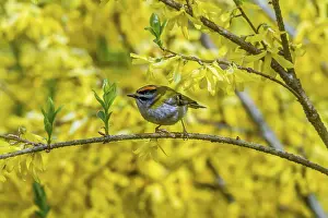 Forsythia goldcrest (Regulus ignicapillus)