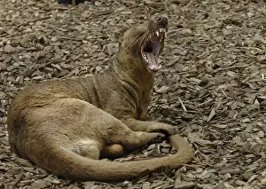 Fossa (Cryptoprocta ferox), adult resting, yawning