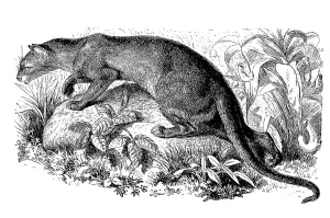 Fossa (Cryptoprocta ferox), also fossa