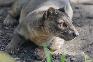 A fossa (Cryptoprocta ferox) rests on the forest floor of a dry forest