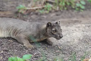 A fossa (Cryptoprocta ferox) rests on the forest floor of a dry forest