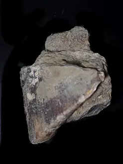 Fossil coral, petrification, chalceola sandalina