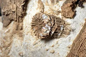 Framed Print : Fossil coral, petrification, Thecosmilia trichotoma
