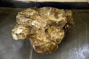 Fossil of a Sal tree, national fossil park